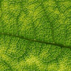 Inspired by nature
