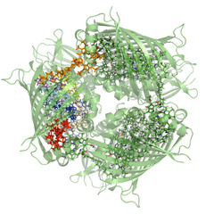 Unlocking nature's quantum engineering