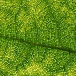 Inspired by nature