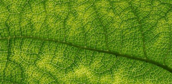 Inspired by nature