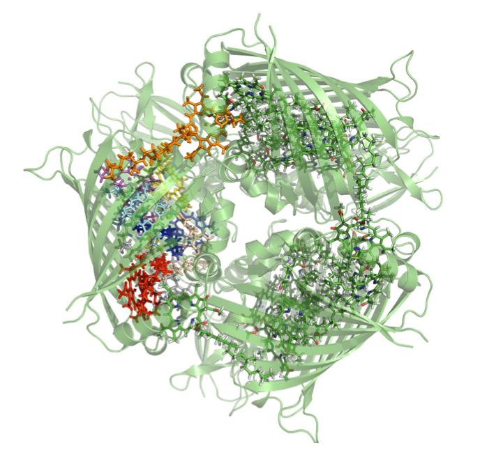 Structure of the Fenna-Matthews-Olson complex Credit: Dr Daniel Cole Unlocking nature's quantum engineering