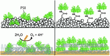 Review of Bio-inspired materials for artificial photosynthesis